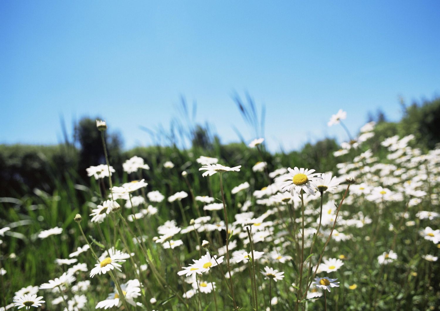 Primavera, aria, verde, natura