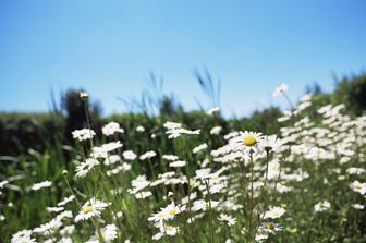 Primavera, aria, verde, natura