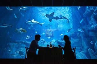 &nbsp;Airbnb - Dormire con gli squali