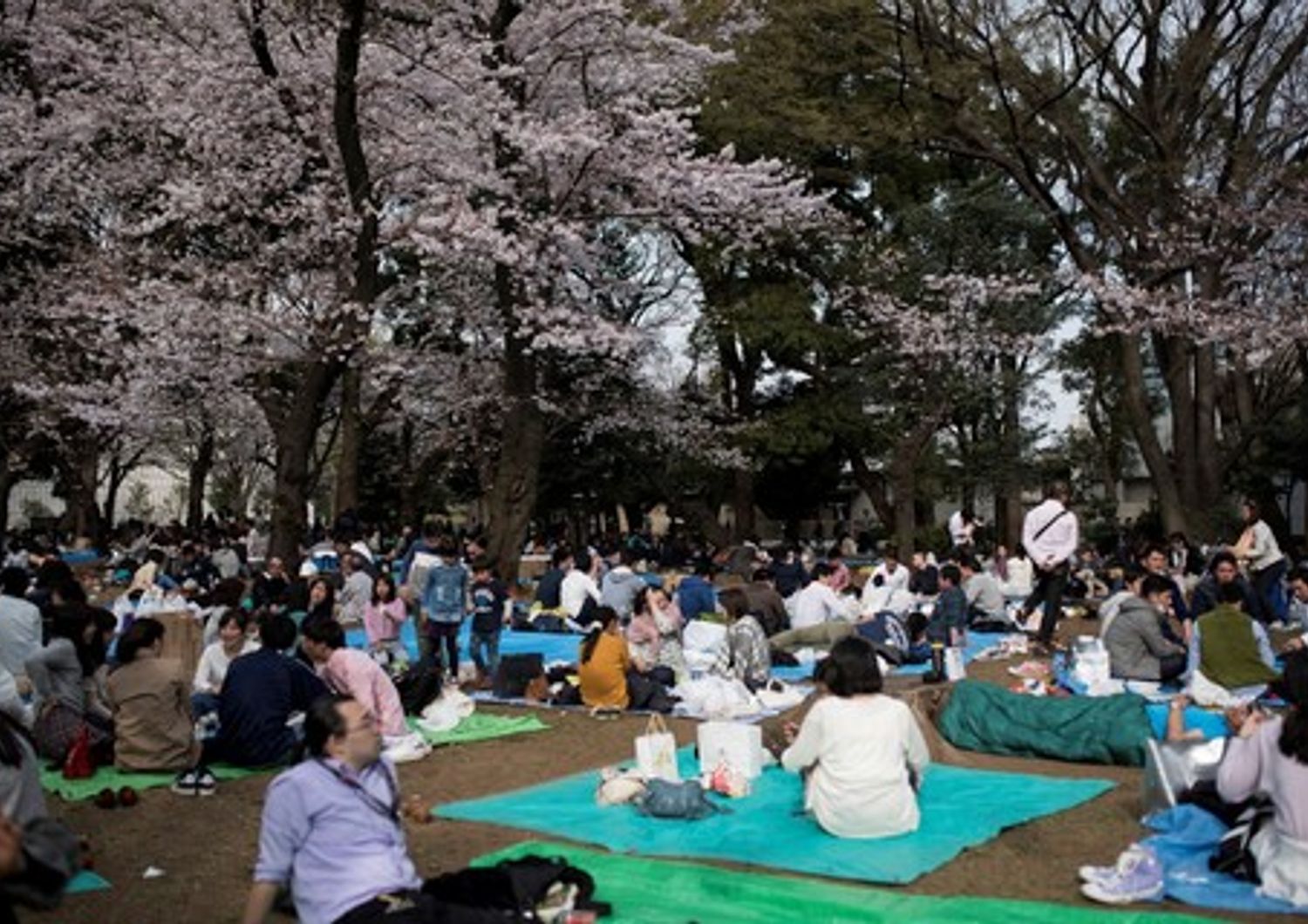 &nbsp;Tempo di sakura, la primavera in Giappone arriva con la fioritura dei ciliegi&nbsp;(foto Afp)