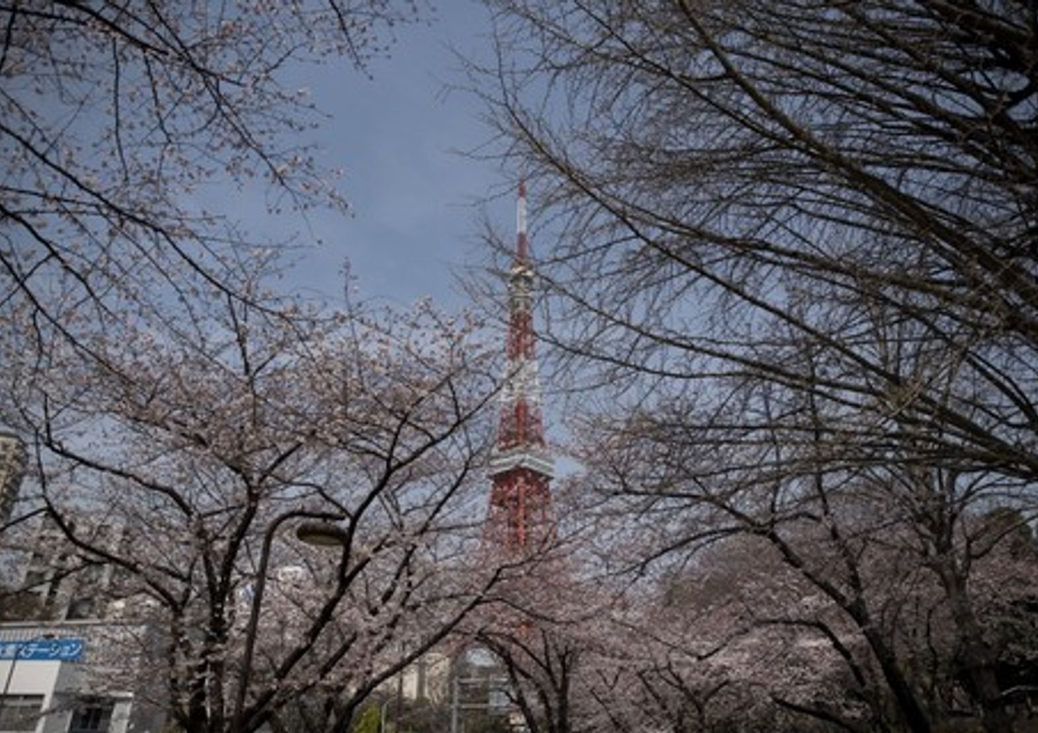 &nbsp;Tempo di sakura, la primavera in Giappone arriva con la fioritura dei ciliegi&nbsp;(foto Afp)