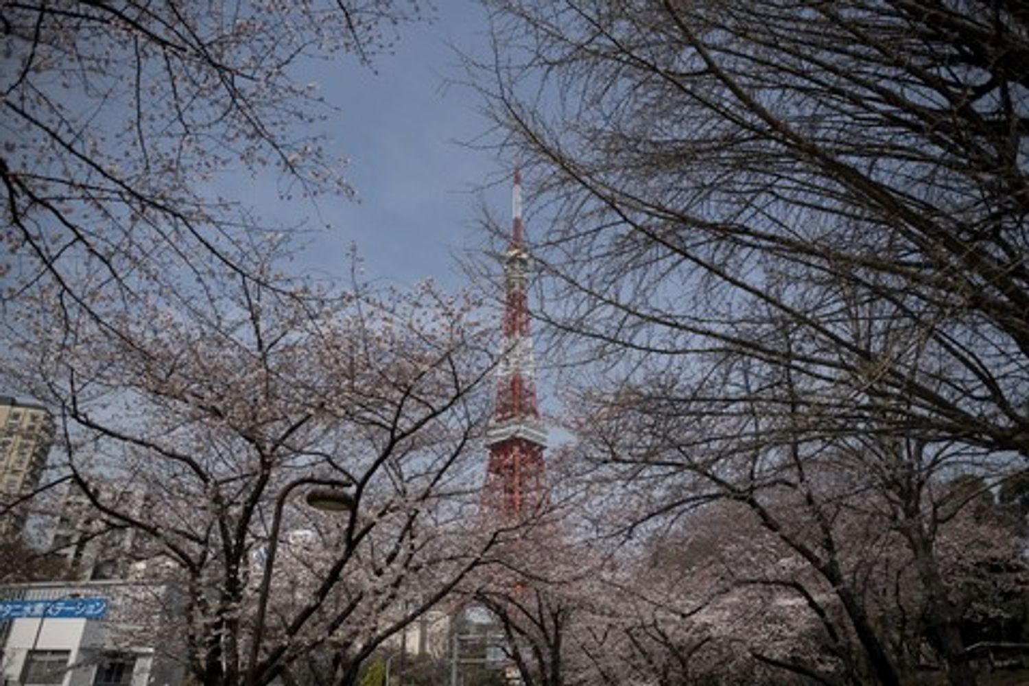 &nbsp;Tempo di sakura, la primavera in Giappone arriva con la fioritura dei ciliegi&nbsp;(foto Afp)