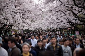 &nbsp;Tempo di sakura, la primavera in Giappone arriva con la fioritura dei ciliegi&nbsp;(foto Afp)