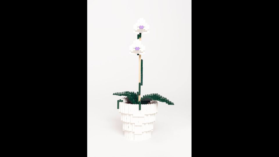 Orchidea: Gioielli della Natura&nbsp;