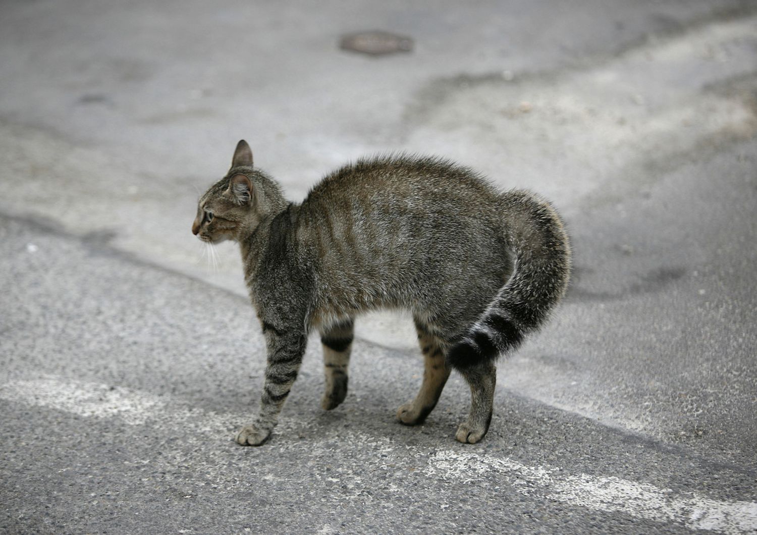 gatto, gatti