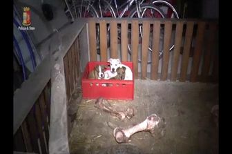 &nbsp;Polizia combattimenti tra cani pitbull