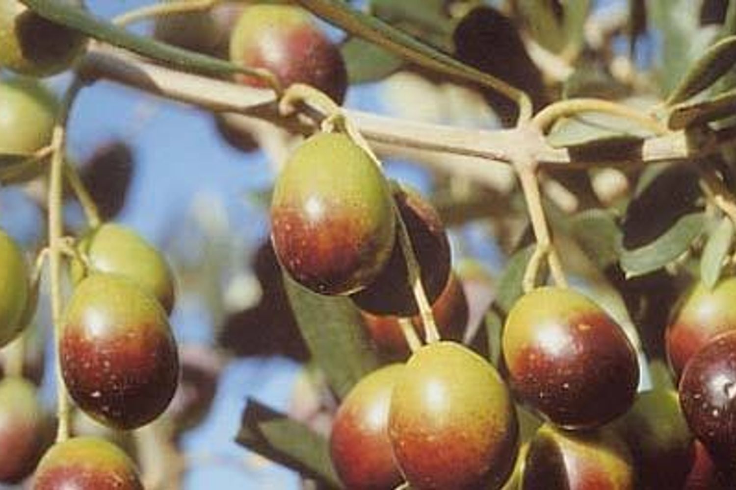 &nbsp;Olive olio - fb