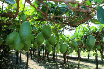 cedro (foto luigi salsini) &nbsp;