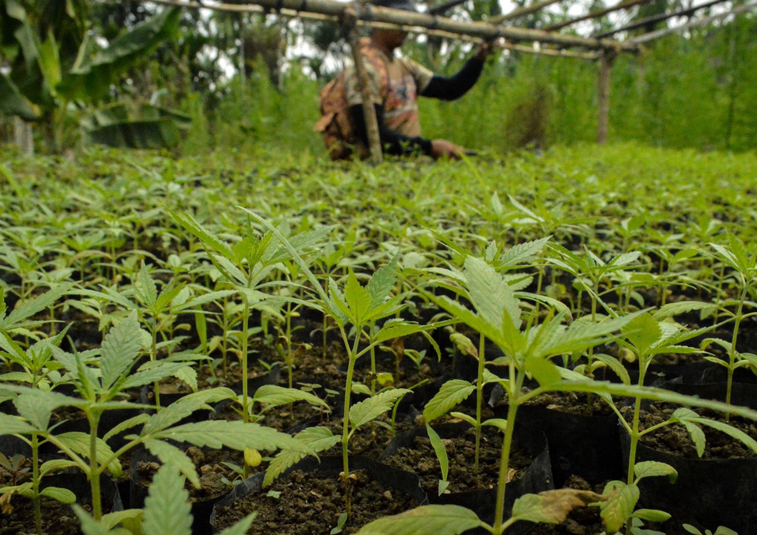 marijuana (afp)&nbsp;