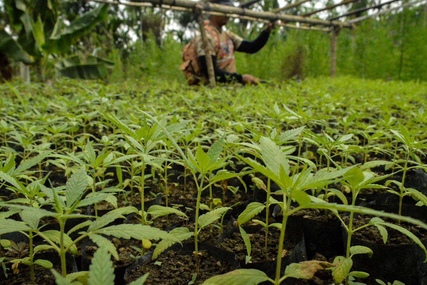 marijuana (afp)&nbsp;
