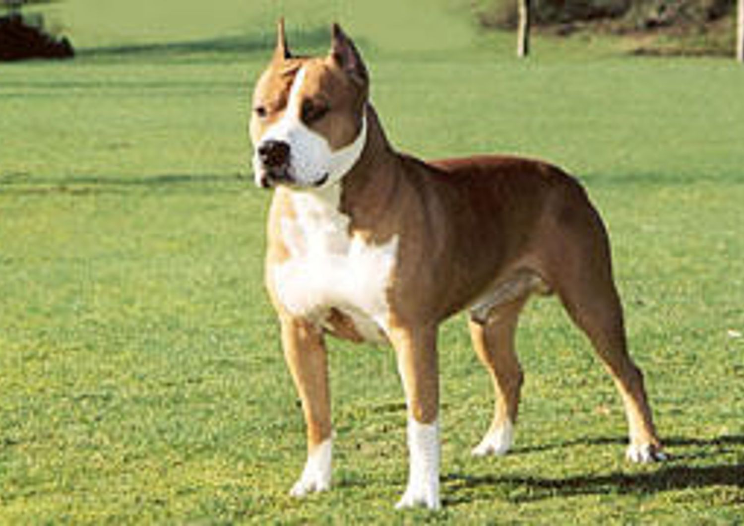 American Staffordshire Terrier&nbsp;