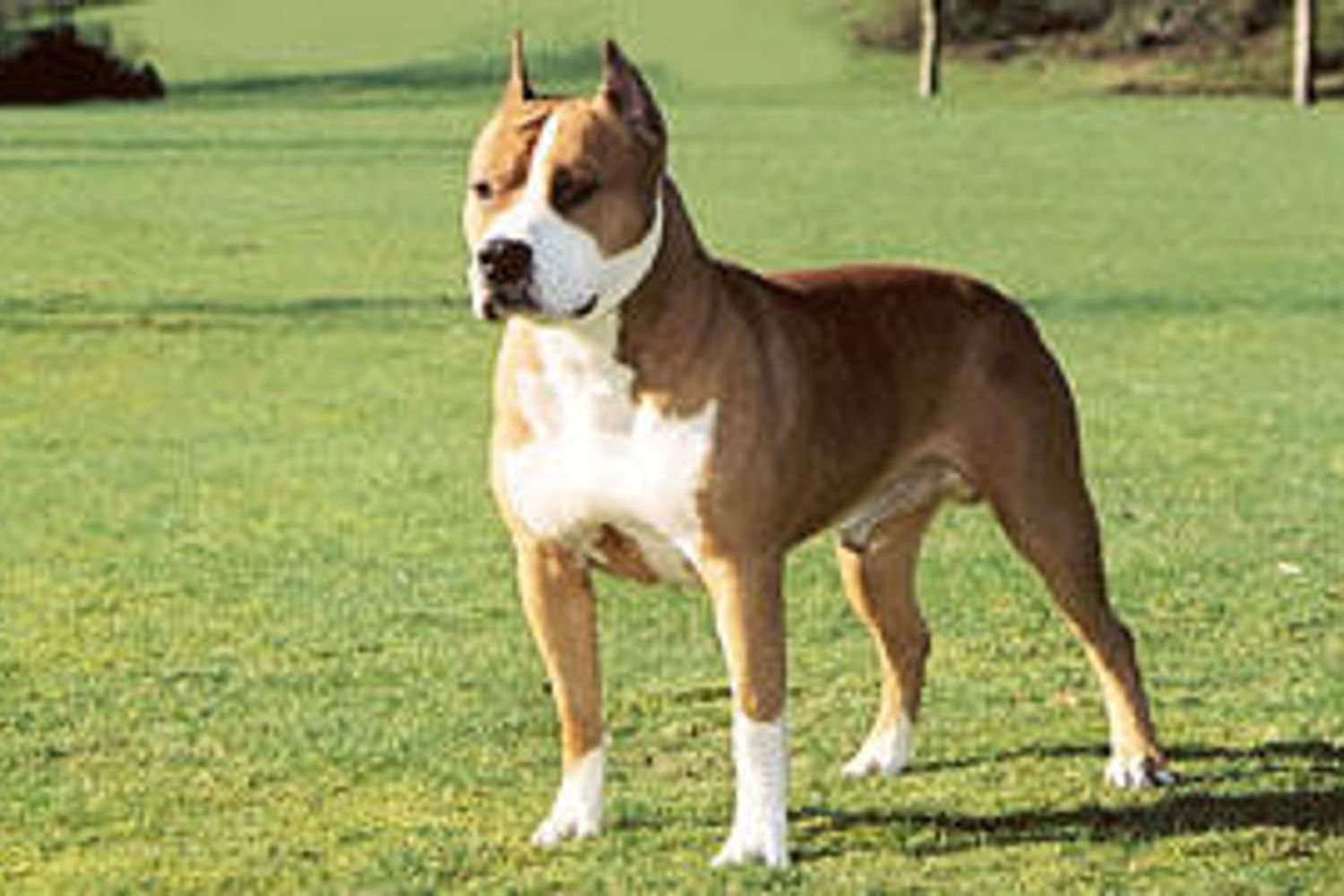 American Staffordshire Terrier&nbsp;