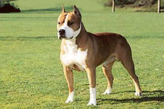 American Staffordshire Terrier&nbsp;