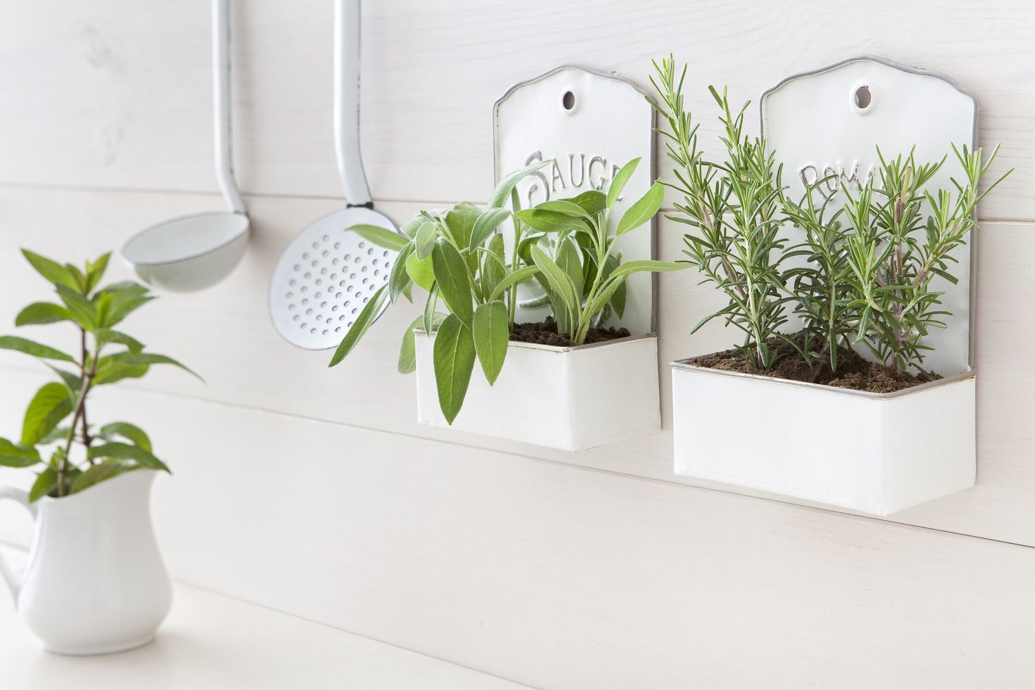 rosmarino e menta (afp)&nbsp;