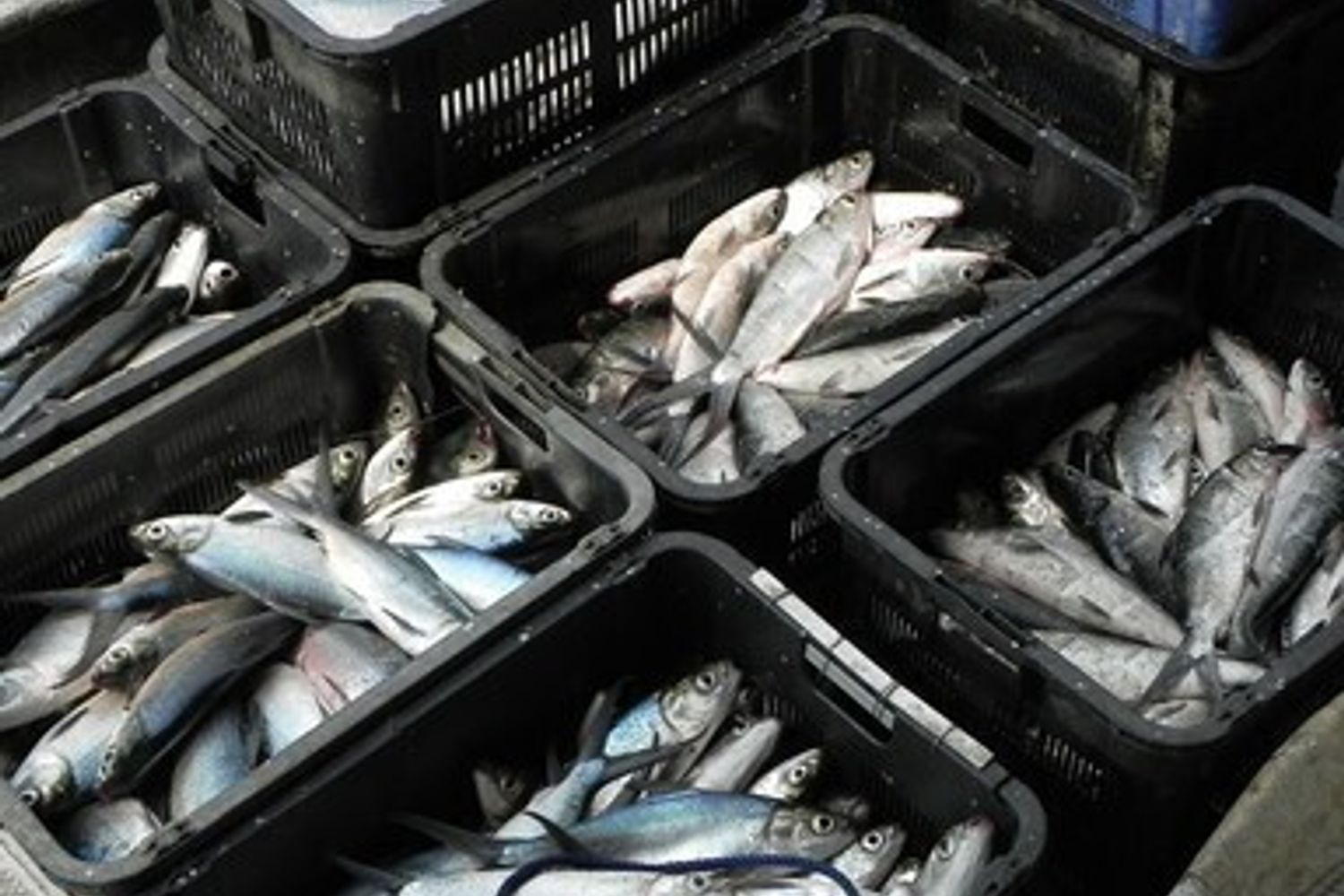 &nbsp;Pesci pesca pescatori ceste - pixabay