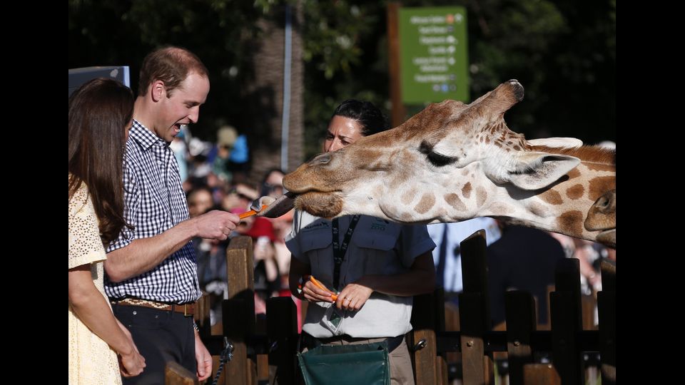 &nbsp;Il principe William d&agrave; da mangiare ad una giraffa allo Zoo di Taronga, Sydney (2014)