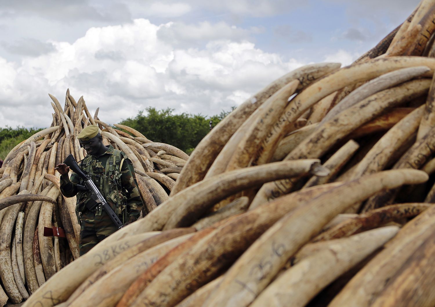 &nbsp;Kenya zanne elefante avorio rogo bracconieri Nairobi - afp