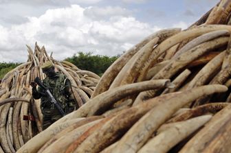 &nbsp;Kenya zanne elefante avorio rogo bracconieri Nairobi - afp