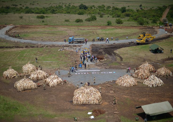 &nbsp;Kenya, Nairobi, zanne elefante, avorio