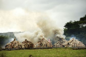 Kenya avorio bruciato (Afp)&nbsp;