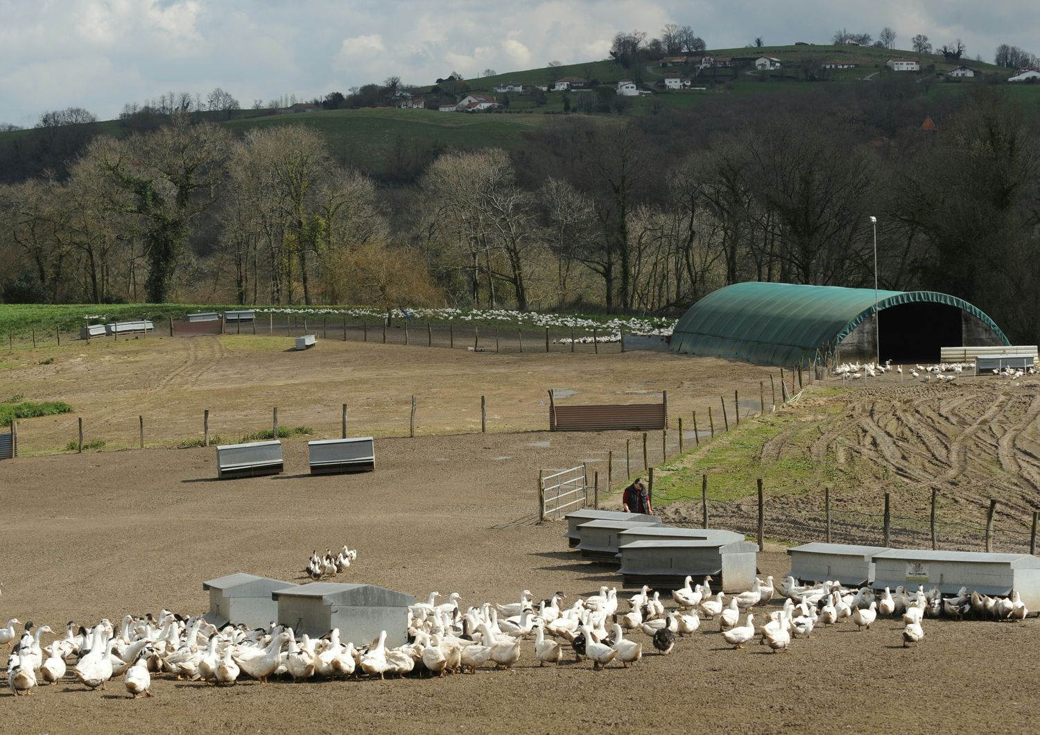 &nbsp;Francia allevamento anatre oche pat&egrave; de foie gras - afp