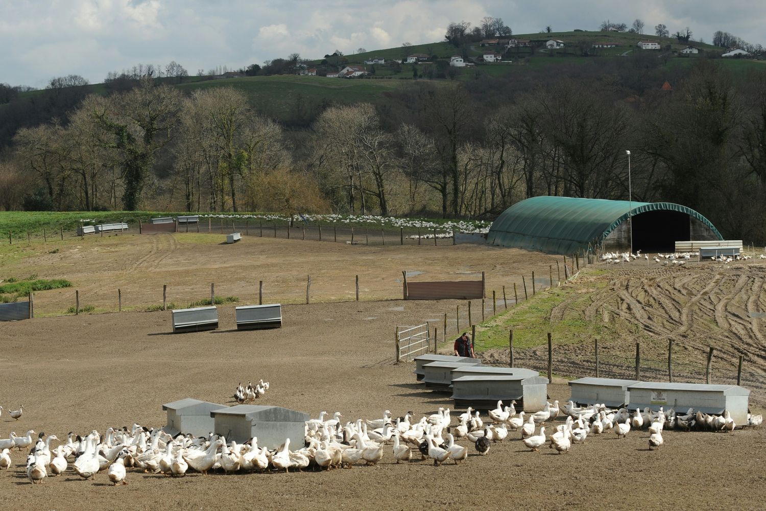 &nbsp;Francia allevamento anatre oche pat&egrave; de foie gras - afp