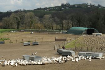 &nbsp;Francia allevamento anatre oche pat&egrave; de foie gras - afp