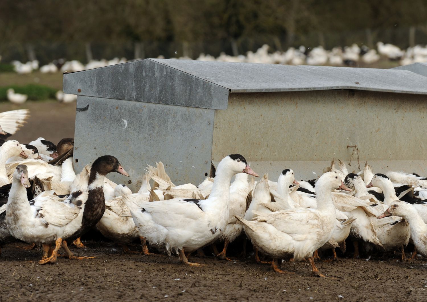 &nbsp;Allevamento oche anatre Francia influenza aviaria pat&egrave; de foie gras - afp