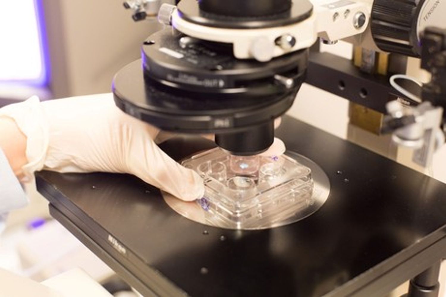 &nbsp;Embrioni in provetta analisi ricerca ricercatori - afb