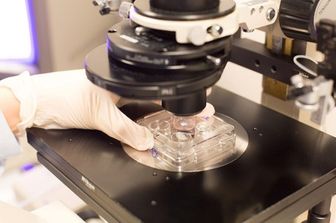 &nbsp;Embrioni in provetta analisi ricerca ricercatori - afb