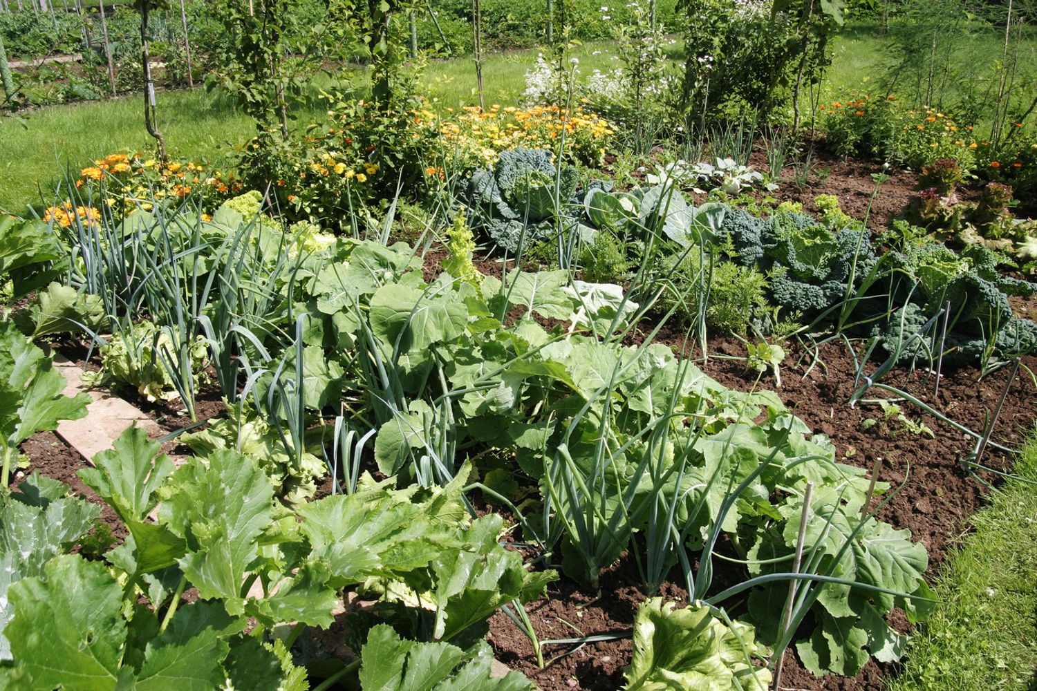 orto verdura (Agf)&nbsp;