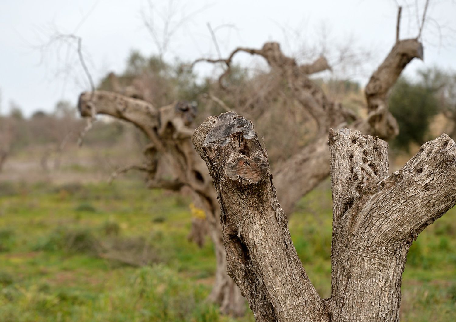 &nbsp;Puglia&nbsp;Xylella ulivi uliveti - afp