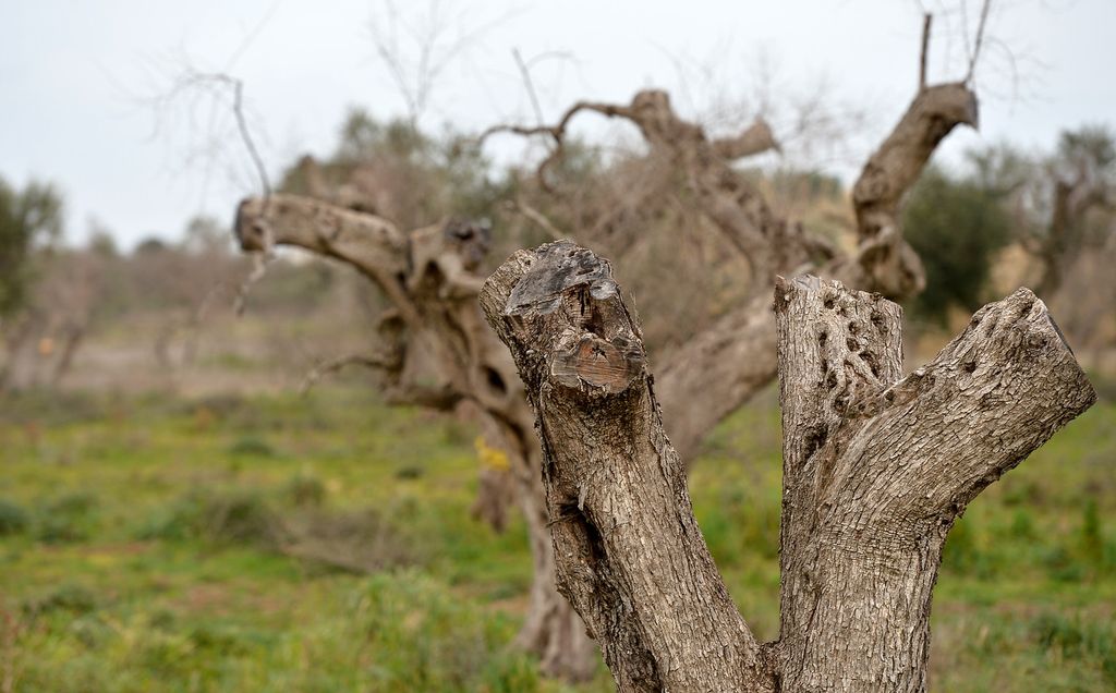 Puglia Xylella ulivi uliveti - afp