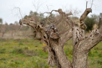 &nbsp;Puglia&nbsp;Xylella ulivi uliveti - afp