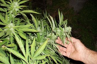 &nbsp;marijuana cannabis piantagione coltivazione - pixabay