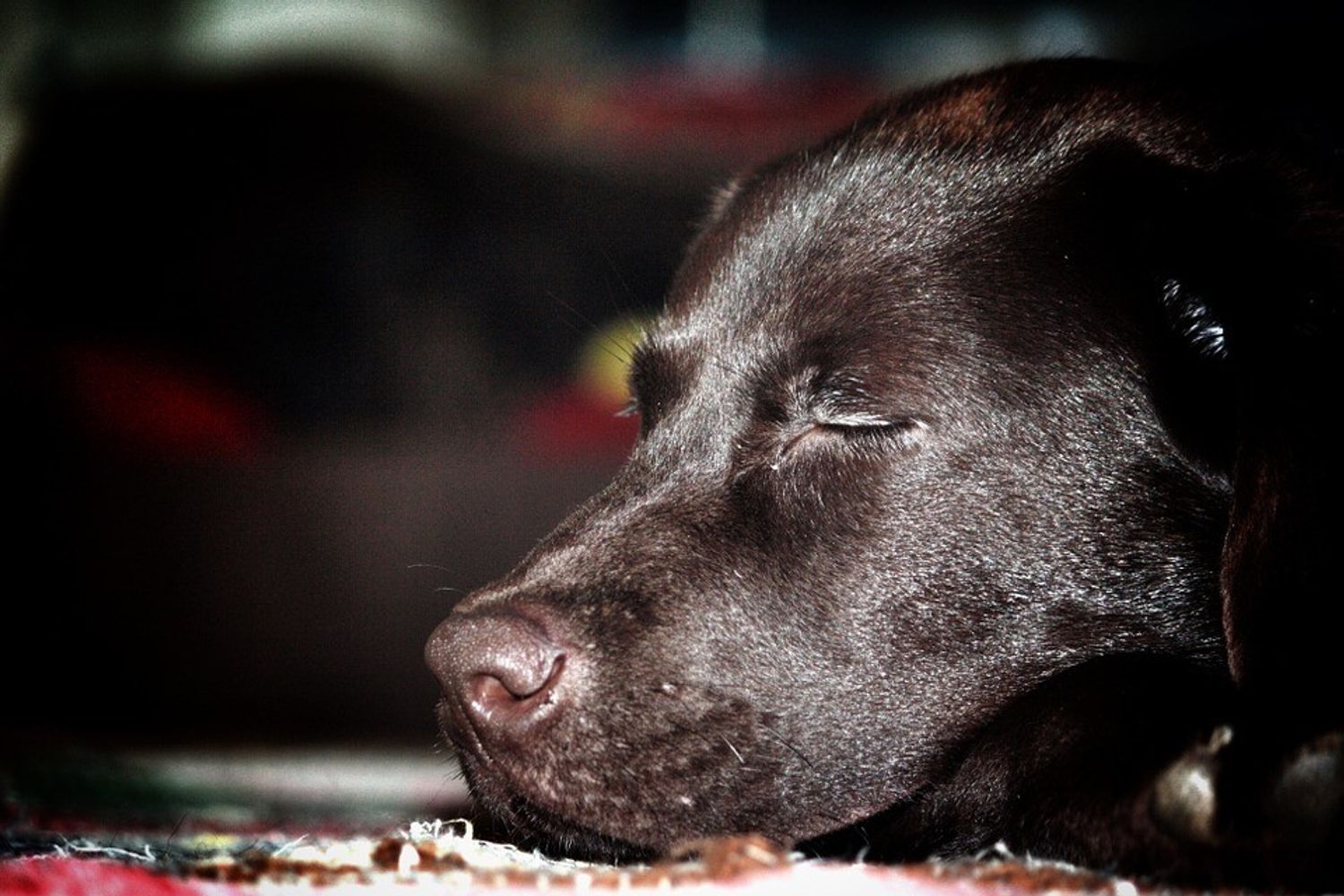 &nbsp;Muso di cane - pixabay