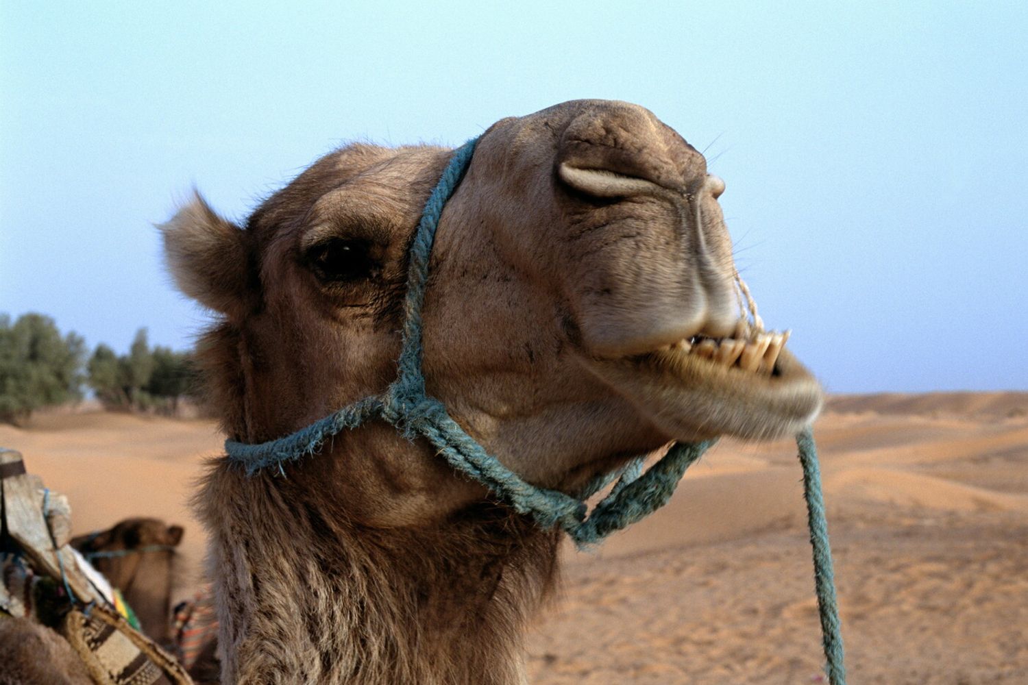 cammello legato (Afp)&nbsp;