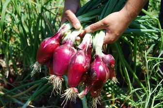 cipolla di tropea&nbsp;