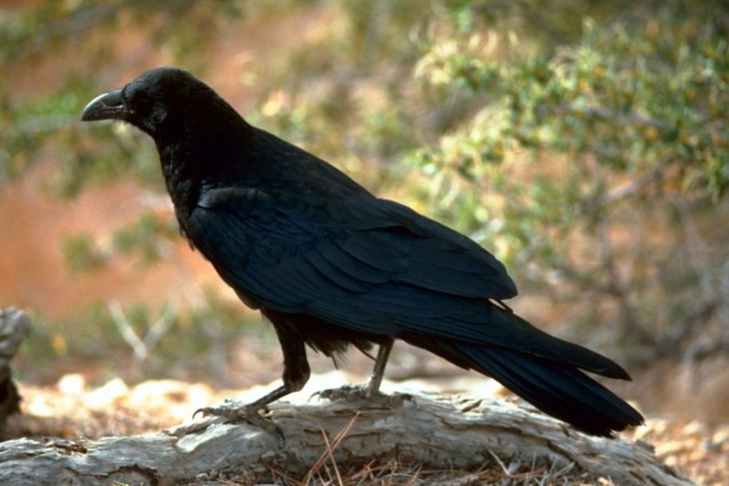 &nbsp;Corvo (wikipedia)