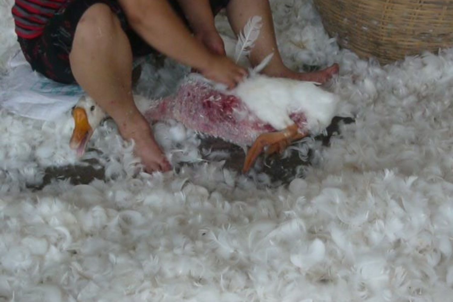 Peta contro lo spiumaggio delle oche vive