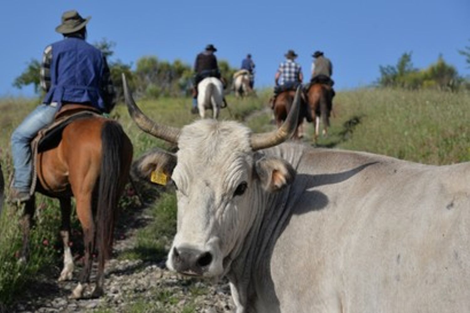 Transumanza butteri cowboy all'italiana