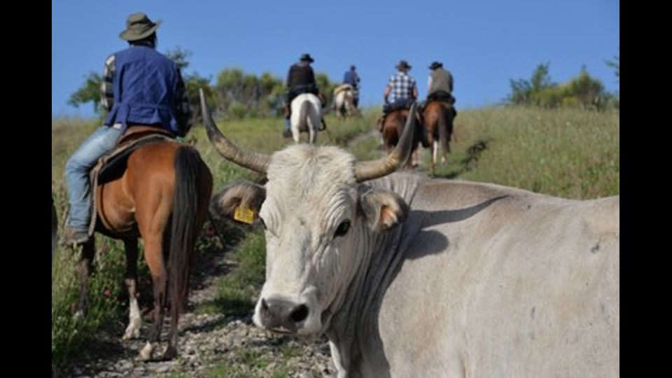 L'avventura dei butteri, cowboy all'italiana