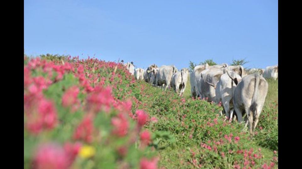 L'avventura dei butteri, cowboy all'italiana