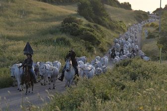 Transumanza butteri cowboy all'italiana