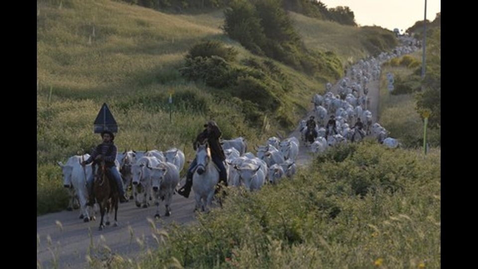 L'avventura dei butteri, cowboy all'italiana