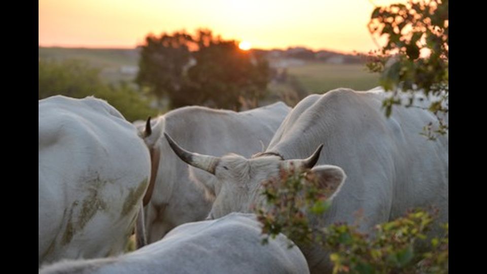 L'avventura dei butteri, cowboy all'italiana