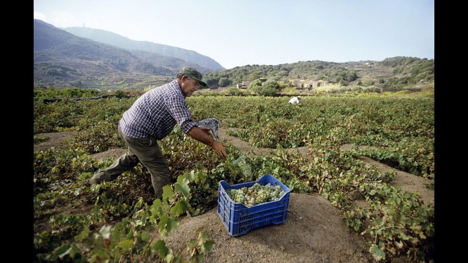 Pantelleria, la raccolta dell'uva nelle terre calde e assolate dell'isola (Foto Afp)