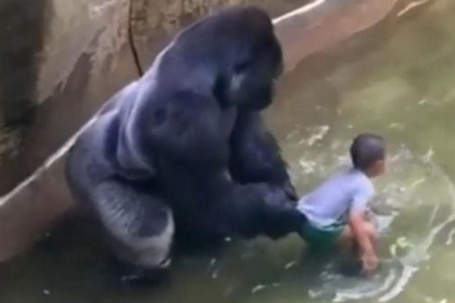 Bimbo aggredito da gorilla &nbsp;