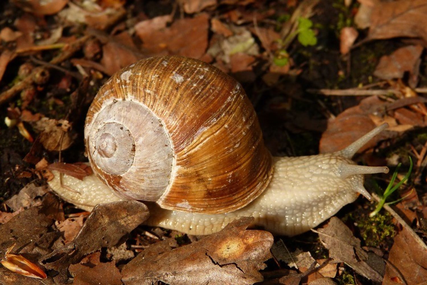 &nbsp;lumaca - pixabay