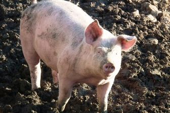 &nbsp; maiali maiale suini - pixabay